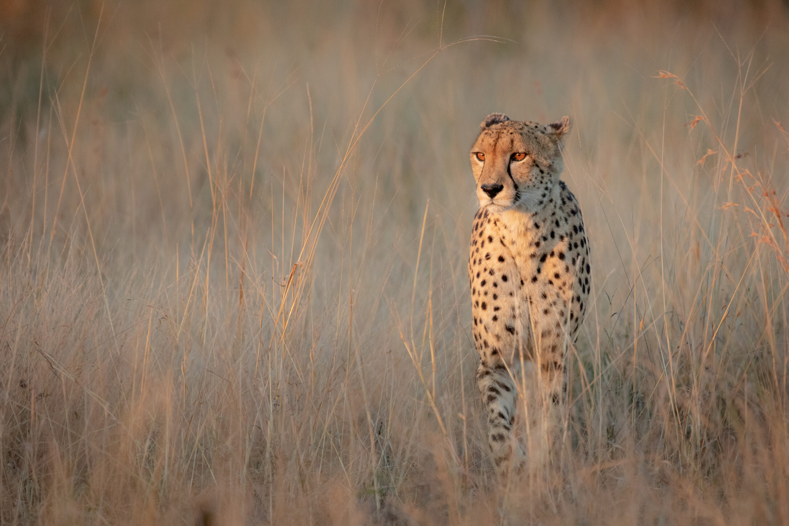 Londolozi Wildlife Reserve,South Africa,Cheetah, Acinonyx jubatus, walking through dry brown grass in fading light.