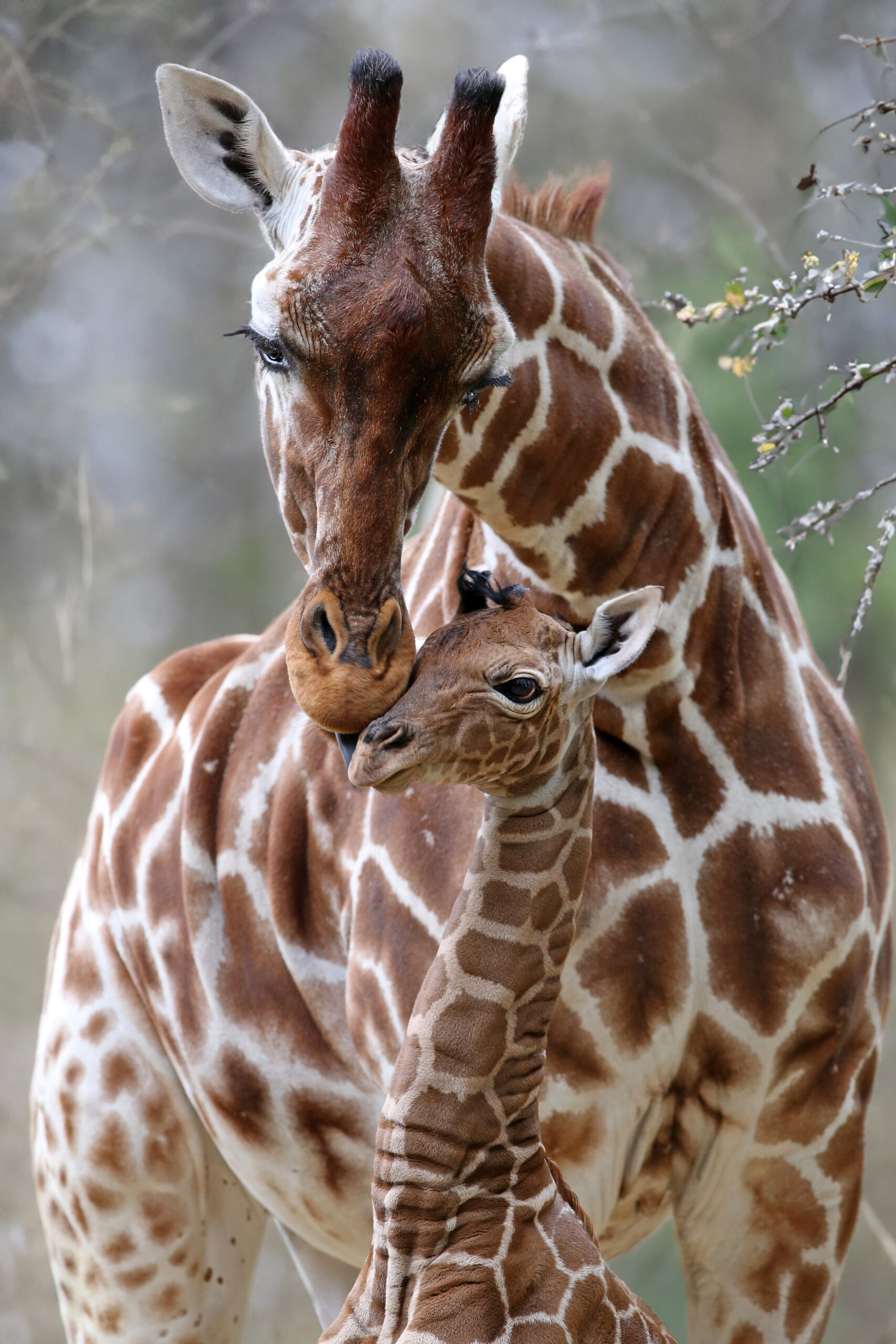 closeup-of-cute-reticulated-giraffe-baby-with-par-2023-06-12-18-10-19-utc
