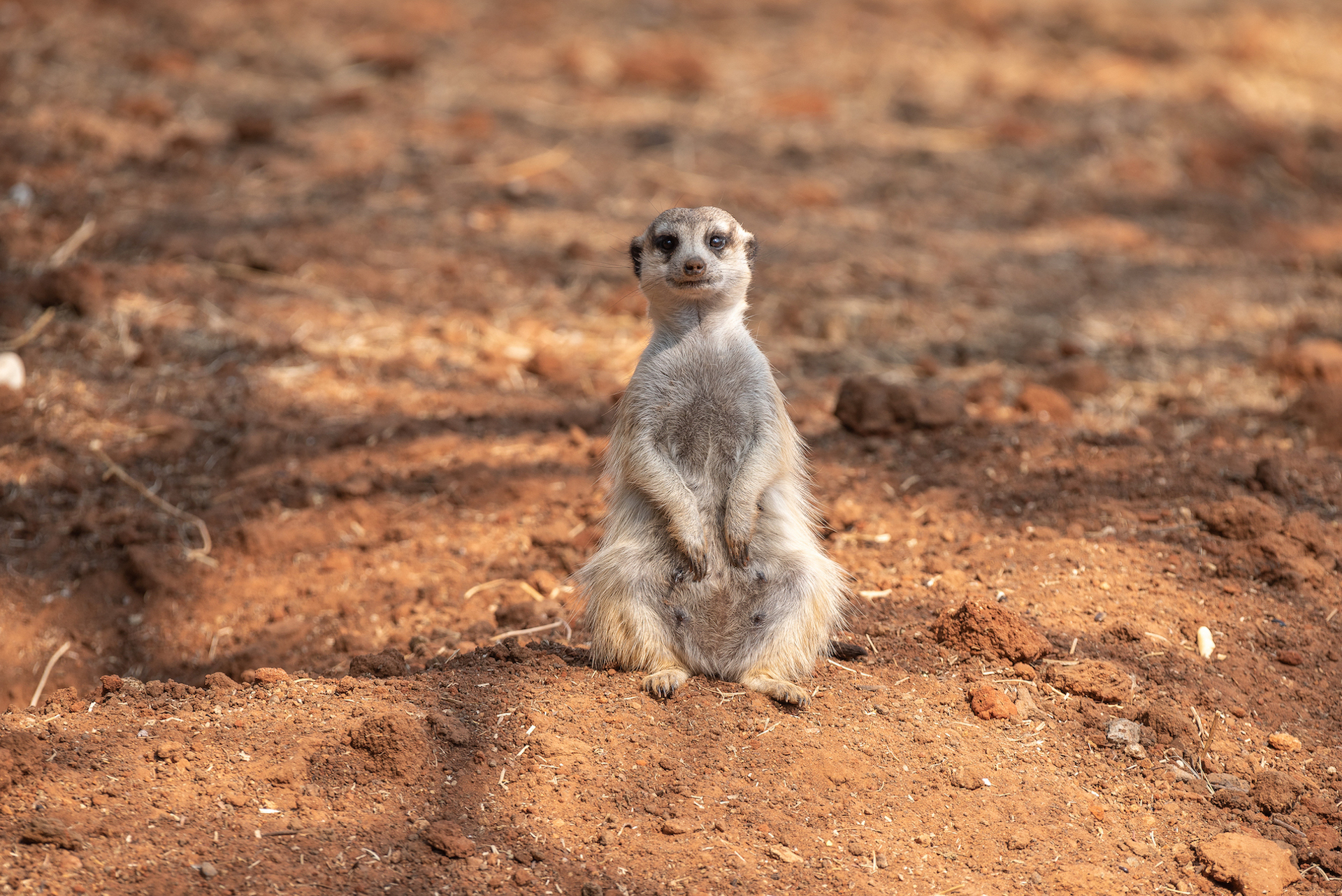 Female meerkat or suricate, Suricata suricatta