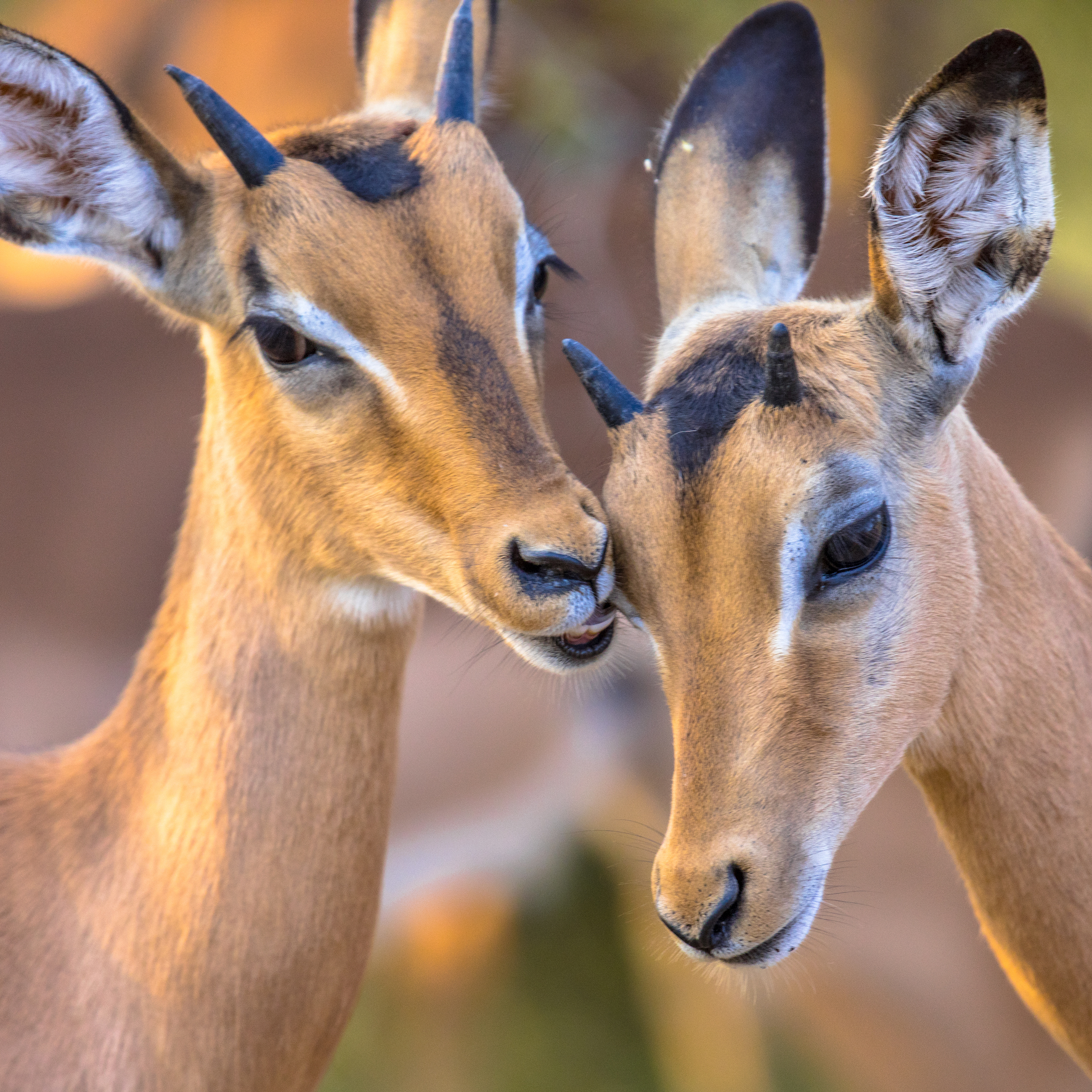 Young Impalas grooming sweetly insta